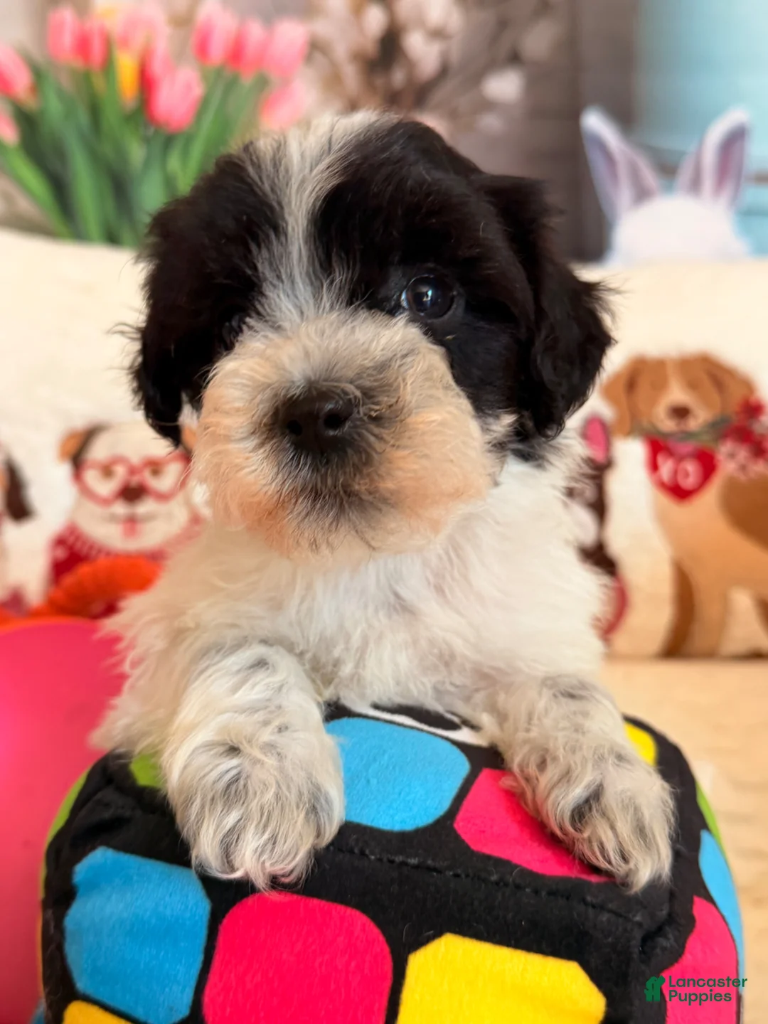Shihpoo dogs for sale: Frappuccino - Ad 1