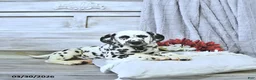 Dalmatian dogs for sale: Reno - Ad 3