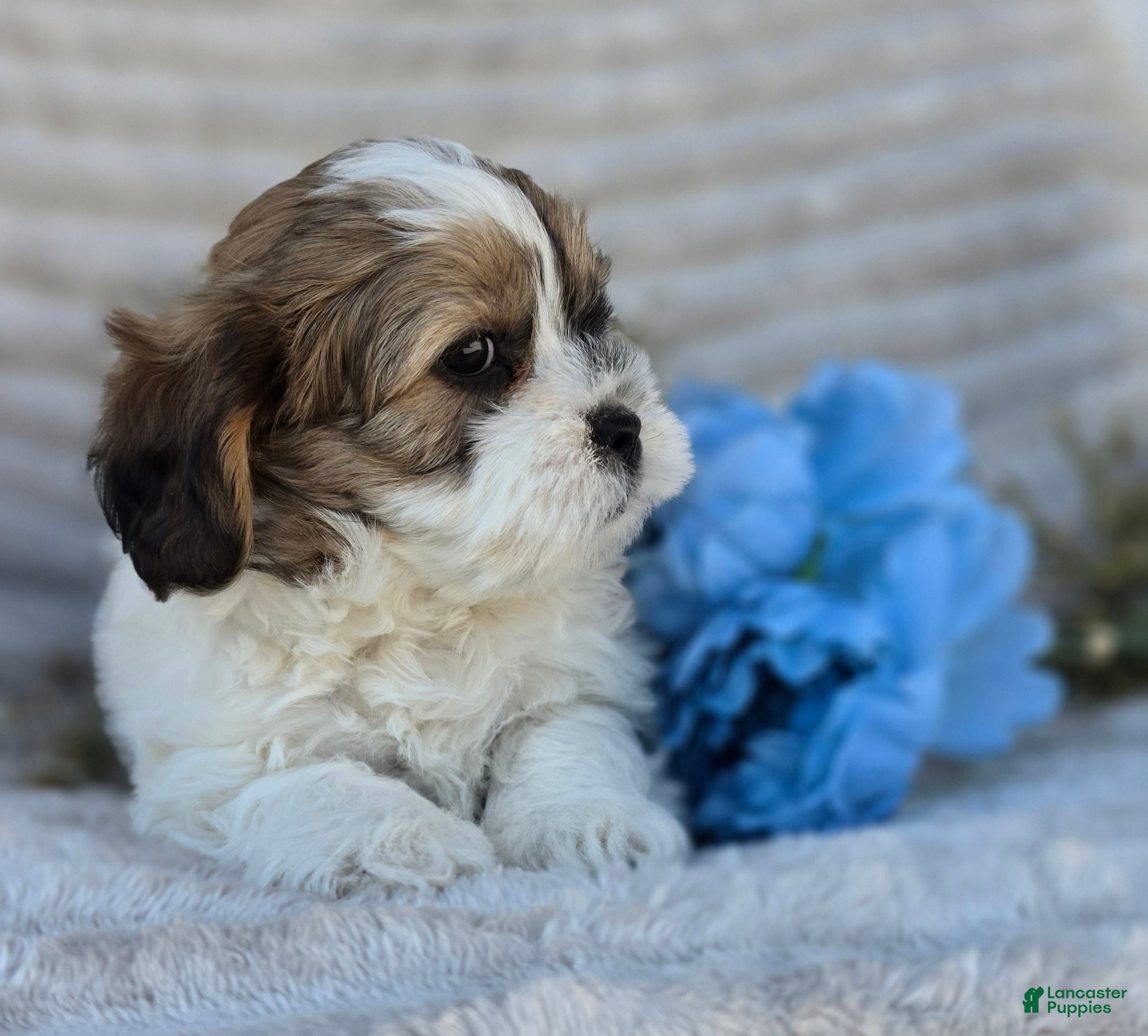 Shihpoo dogs Sparky - Ad 2