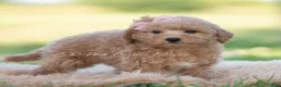 Mini Goldendoodle dogs for sale: nova - Ad 3