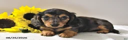 Miniature Dachshund dogs for sale: Callie - Ad 2