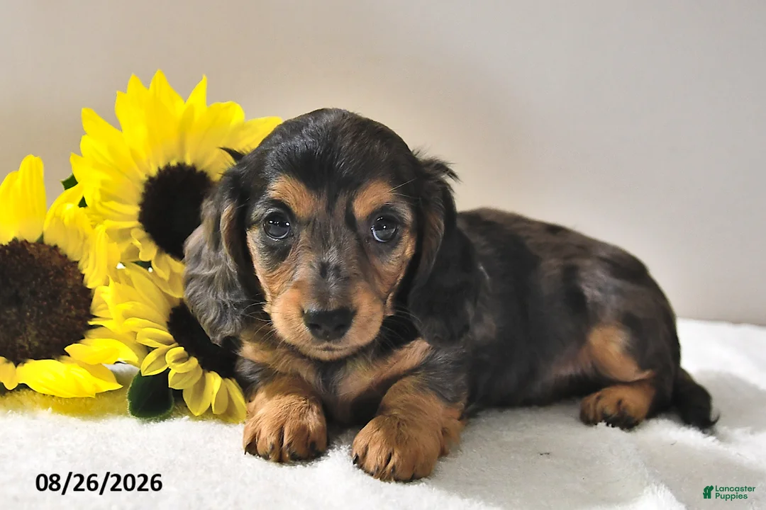 Miniature Dachshund dogs for sale: Callie - Ad 2