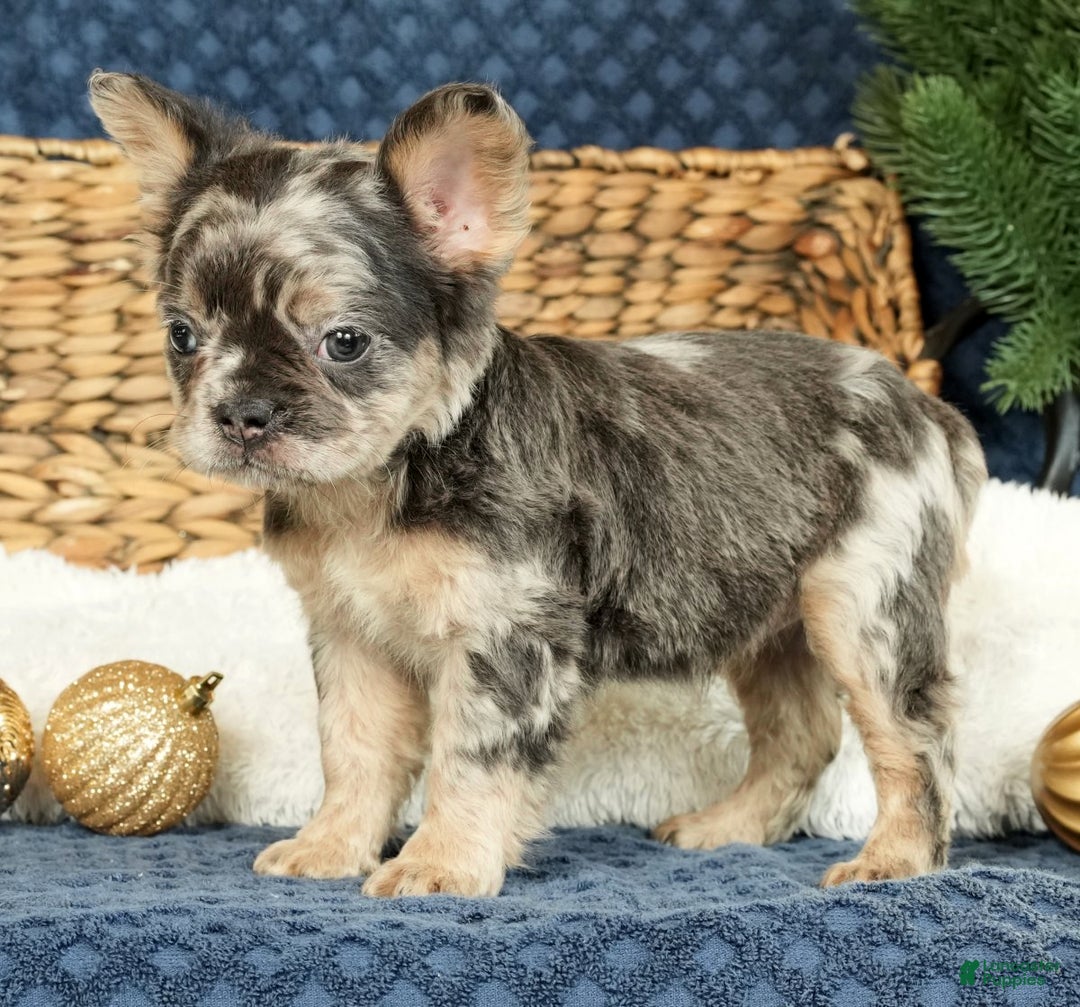 French Bulldog dogs for sale: Ashley - Ad 2