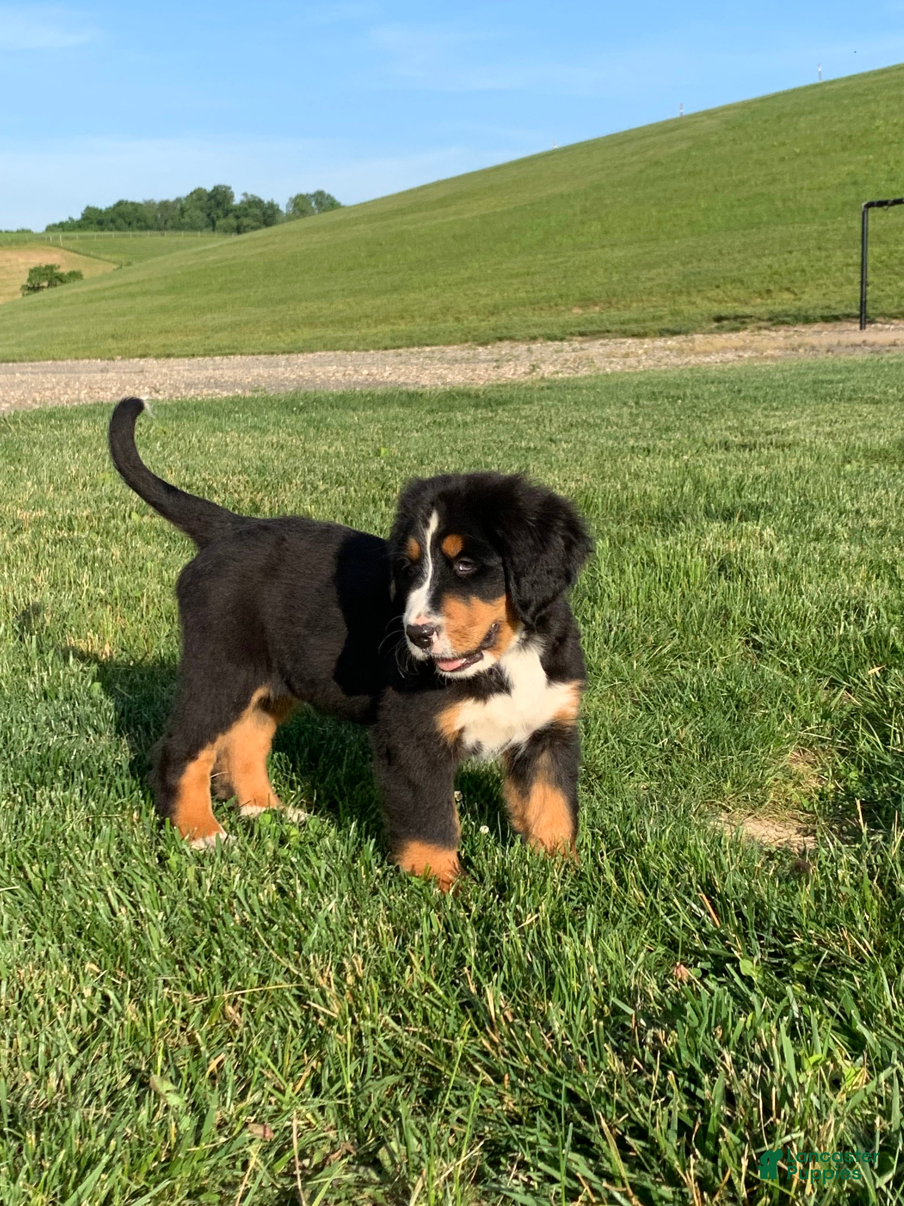 Bernese Mountain Dog dogs Pluto - Ad 2