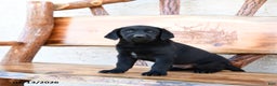 Labrador Retriever dogs for sale: Zane - Ad 2