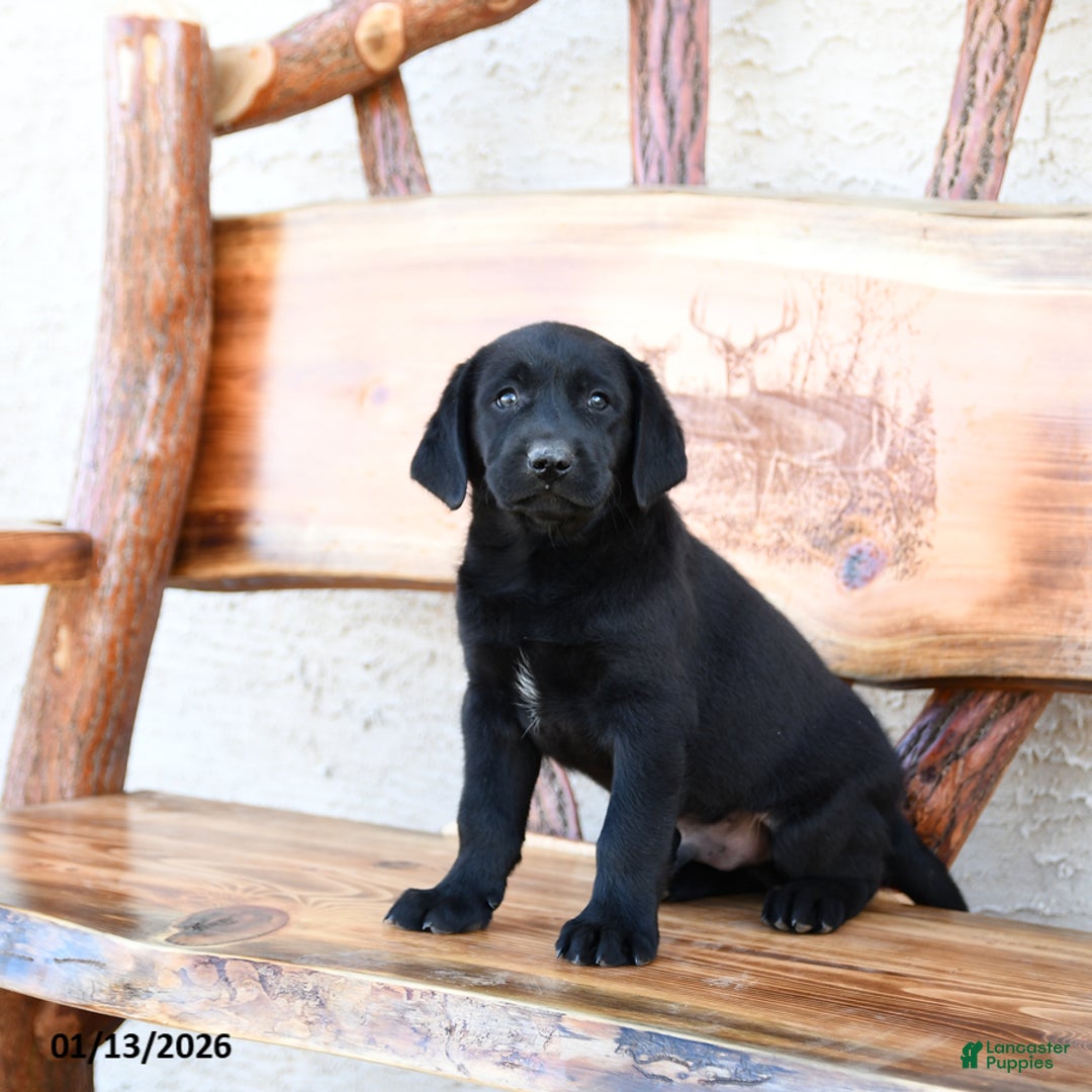 Labrador Retriever dogs for sale: Zane - Ad 2