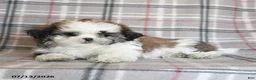 Shih Tzu dogs for sale: Cream - Ad 4