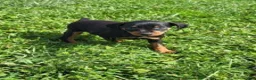Miniature Pinscher dogs for sale: Male  - Ad 1