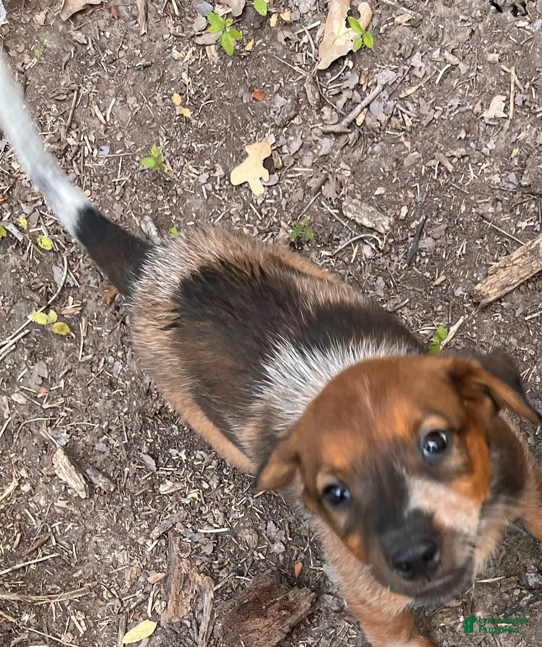 Mixed Breed dogs for sale: Doberdoodle - Ad 9