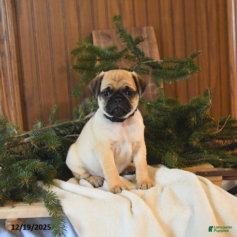 Mixed Breed dogs Oakley - Ad 18