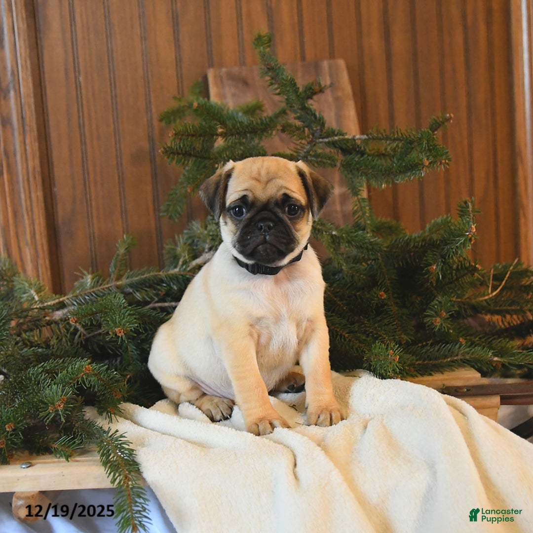 Mixed Breed dogs for sale: Oakley - Ad 1