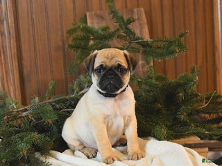 Mixed Breed dogs Oakley - Ad 18