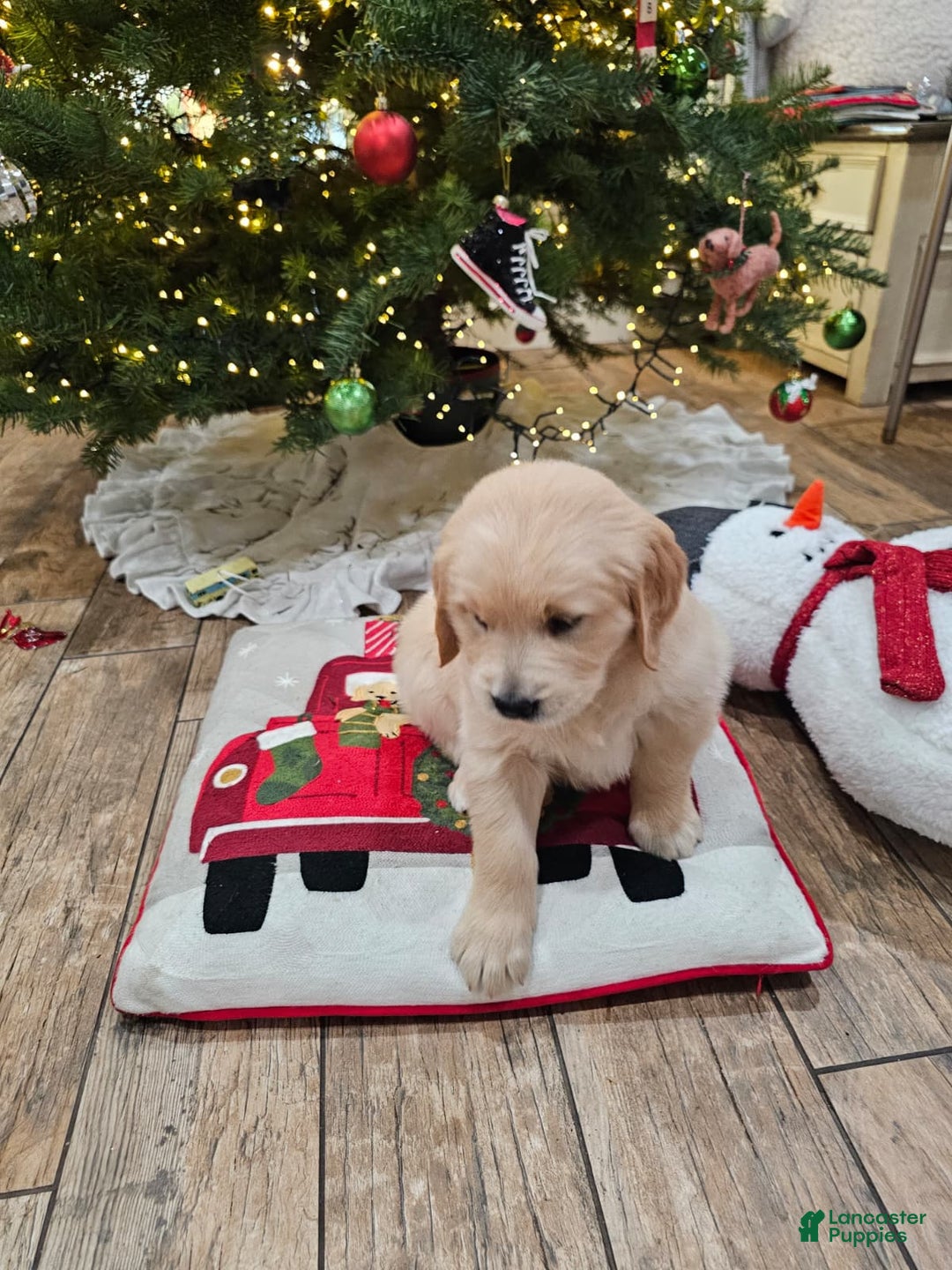Golden Retriever dogs for sale: Golden Retriever Puppy 6 - Ad 4