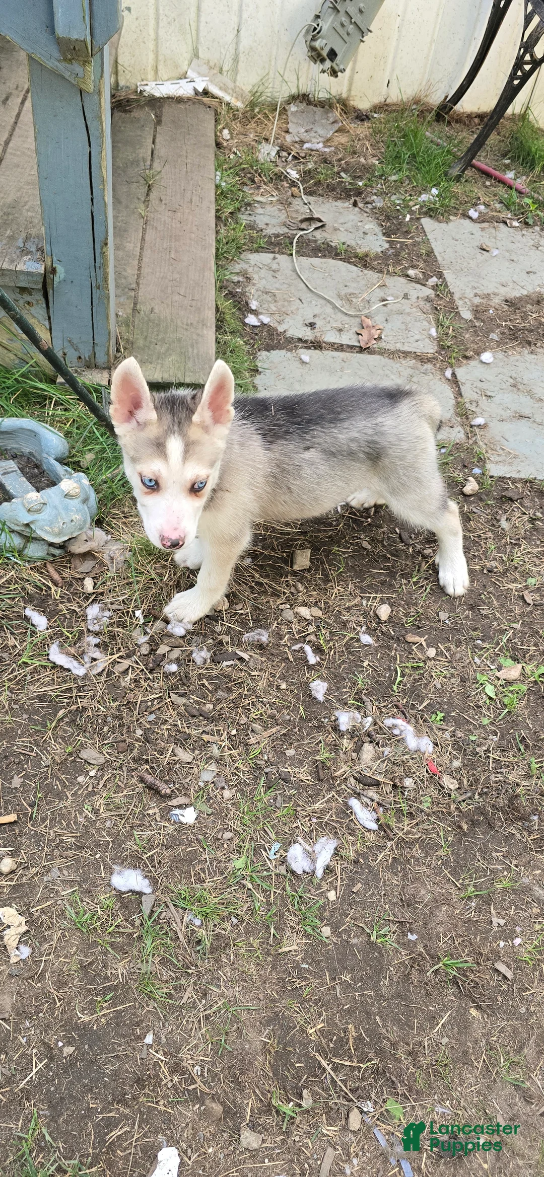 Gerberian Shepsky dogs for sale: Gerberian Shepsky 2 Winston  - Ad 2