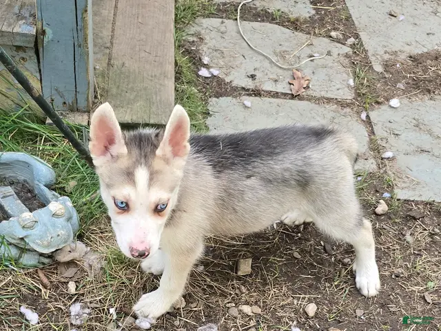 Gerberian Shepsky dogs for sale: Gerberian Shepsky 2 Winston - Ad 2