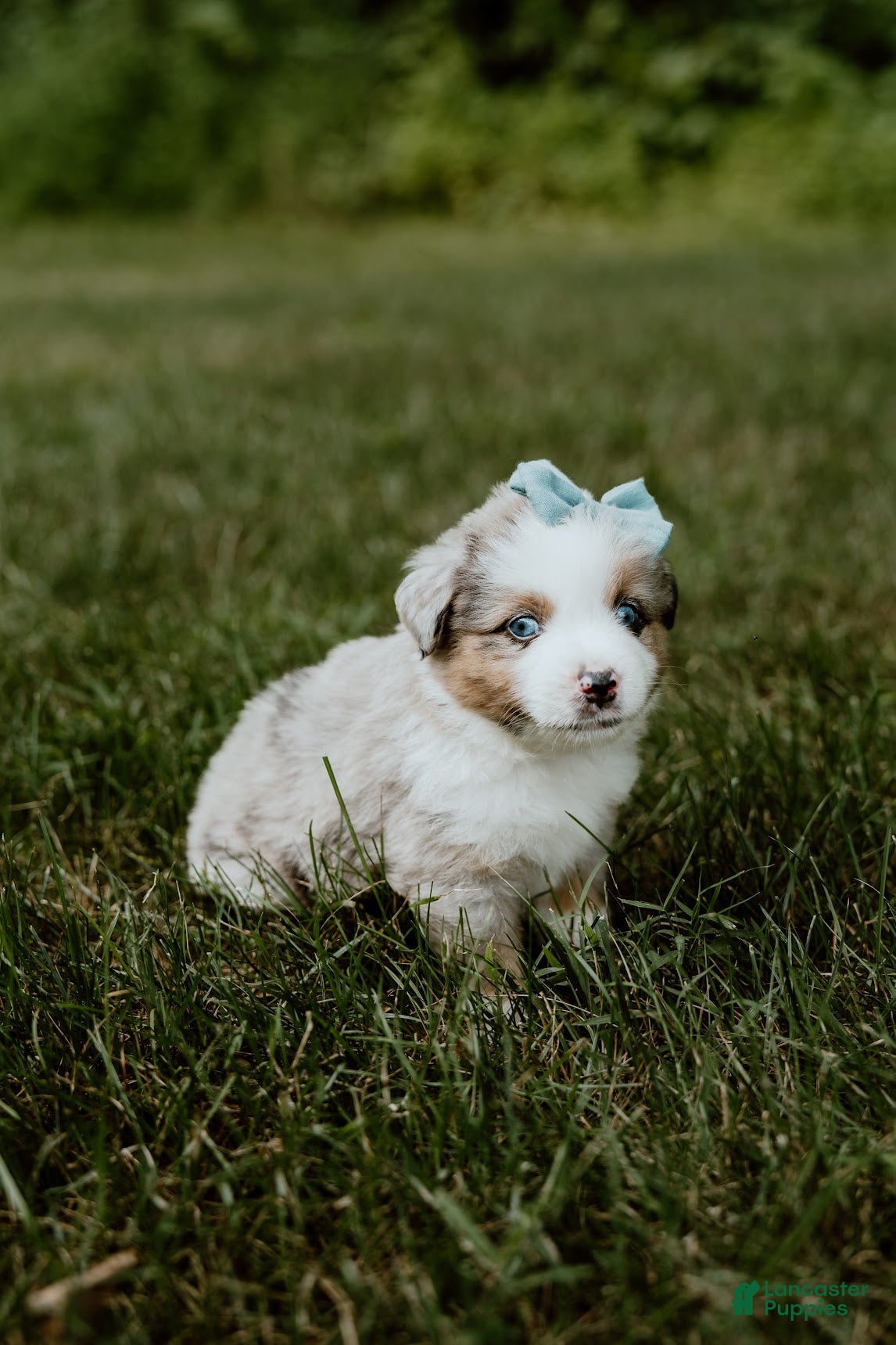 Miniature Australian Shepherd dogs for sale: Bandit - Ad 2