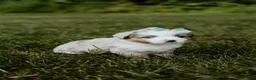 Miniature Australian Shepherd dogs for sale: Bandit - Ad 1