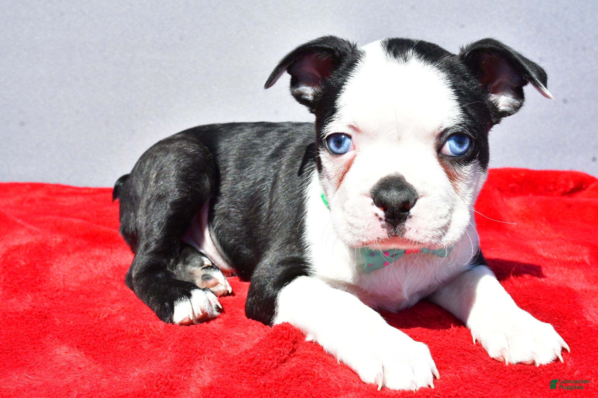 Boston Terrier dogs Tate - Ad 1