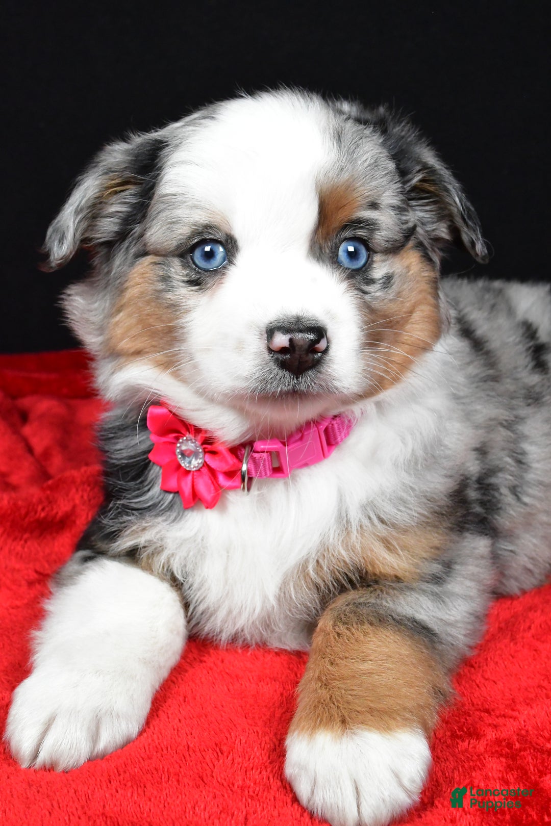 Miniature Australian Shepherd dogs for sale: Remi - Ad 2