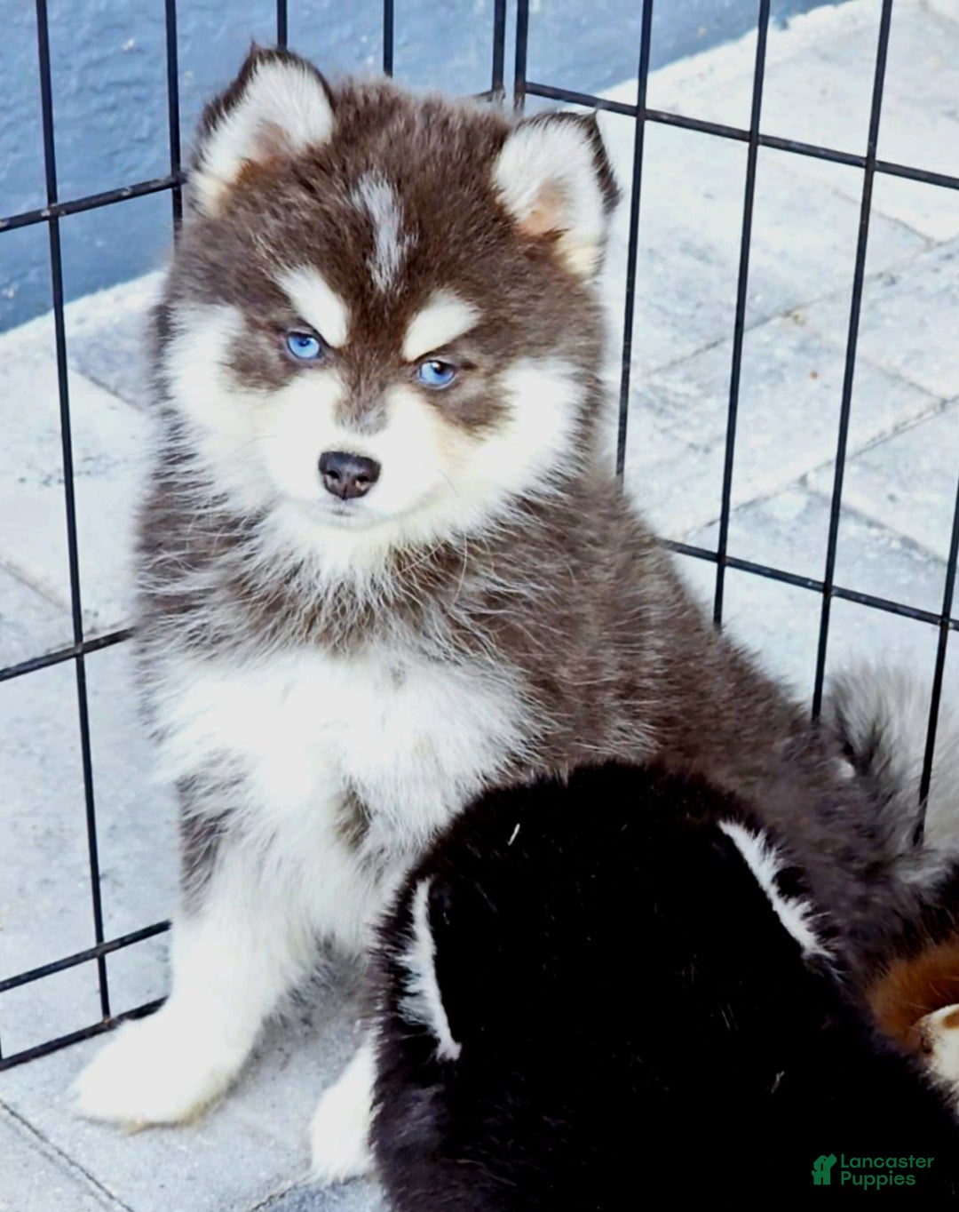 Pomsky dogs for sale: Blue Cloud - Ad 5