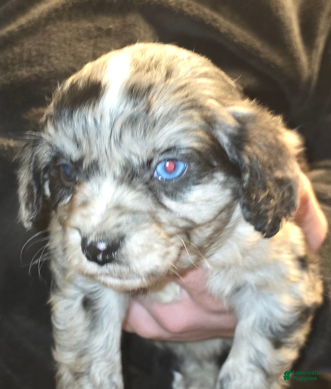 Mixed Breed dogs Patterson  - Ad 37