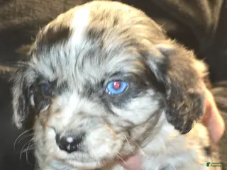 Mixed Breed dogs Patterson - Ad 37