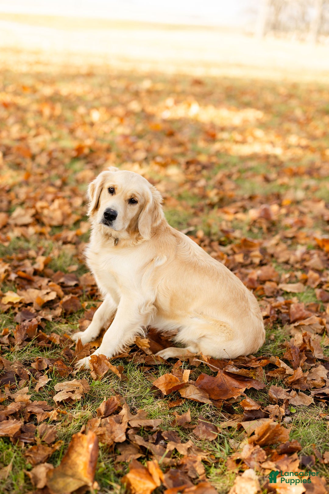 Mini Goldendoodle dogs for sale: Sugar&Spice - Ad 5