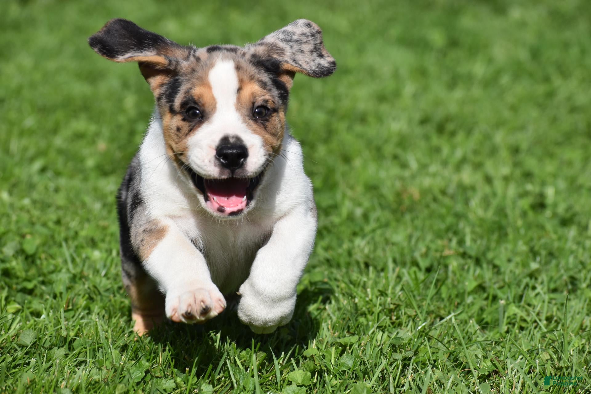 Beabull dogs Corwin - Ad 2
