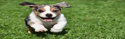 Beabull dogs for sale: Corwin - Ad 2