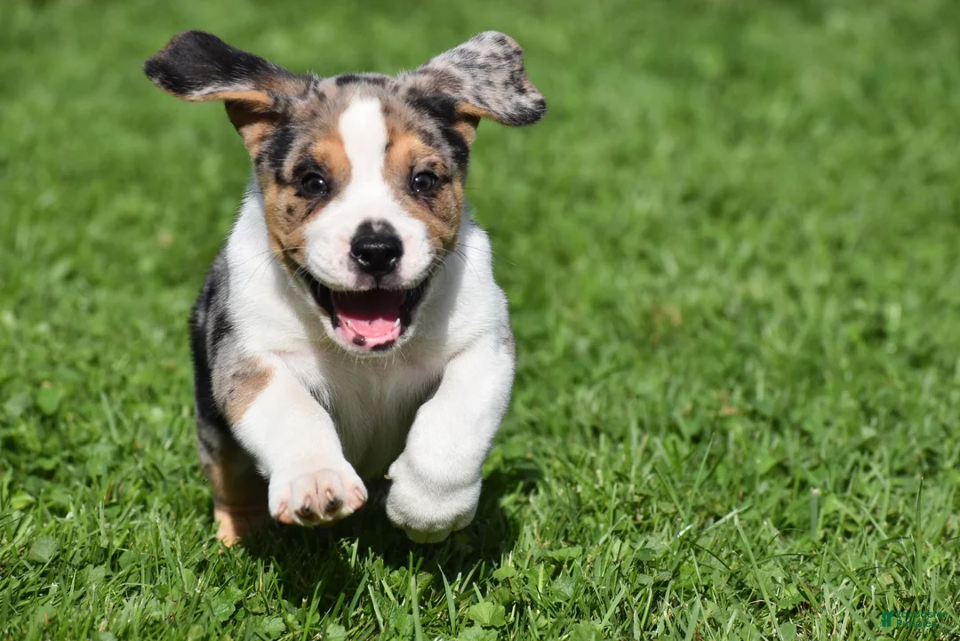Beabull dogs for sale: Corwin - Ad 2