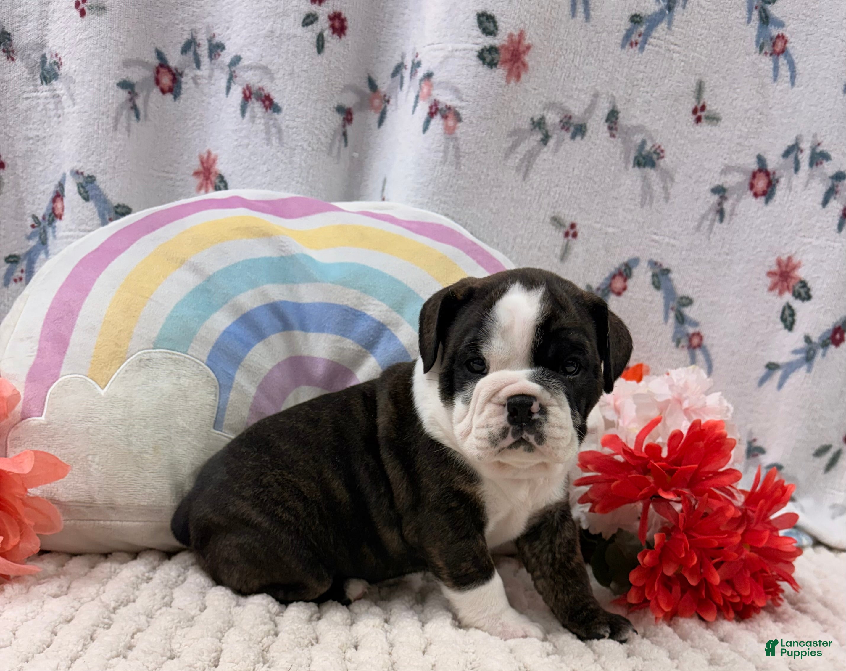 English Bulldog dogs Lady - Ad 1