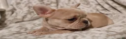 French Bulldog dogs for sale: Lacey - Ad 5