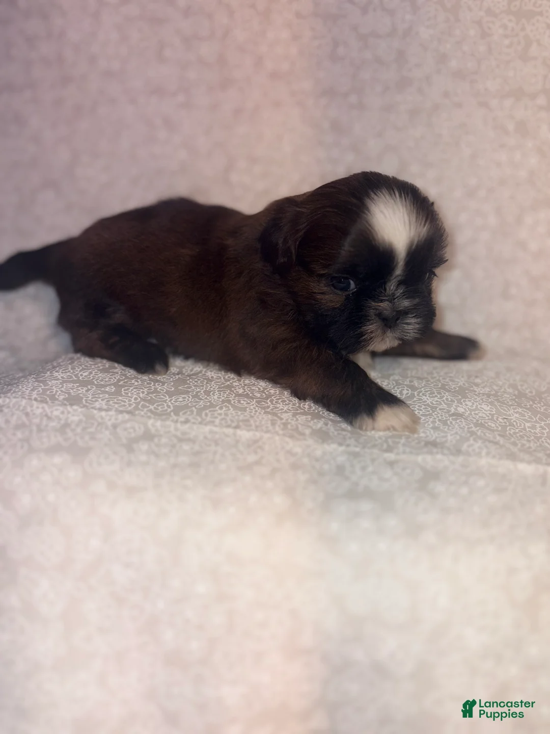 Shih Tzu dogs for sale: Scuttle - Ad 3