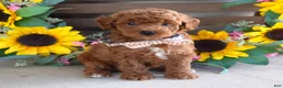 Toy Poodle dogs for sale: Payton - Ad 5