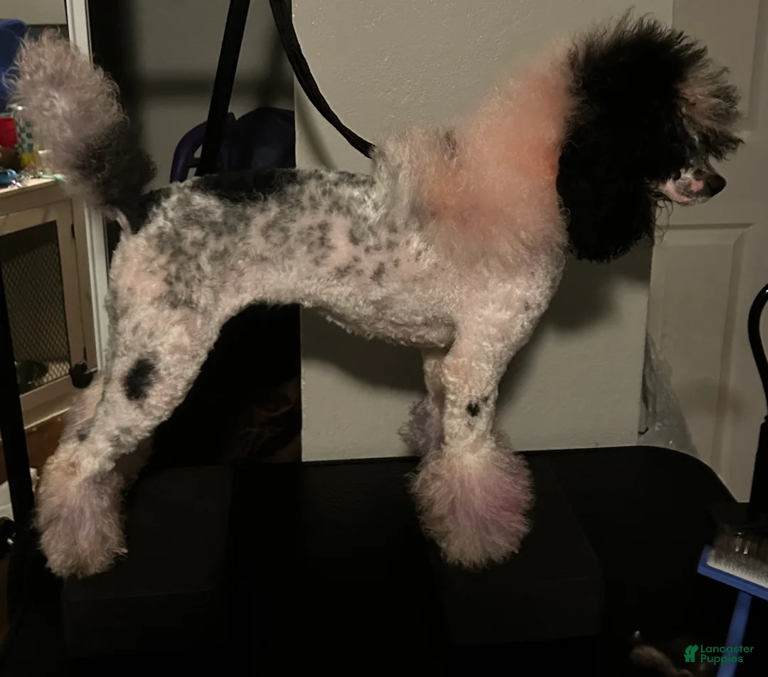 Miniature Poodle dogs for sale: Miniature Poodle Puppy 5 - Ad 5