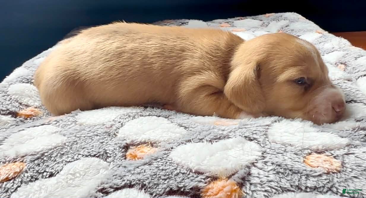 Miniature Dachshund dogs Miniature Dachshund Puppy 3 - Ad 2