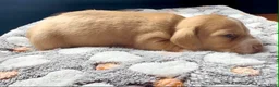 Miniature Dachshund dogs for sale: Purple Collar - Ad 5