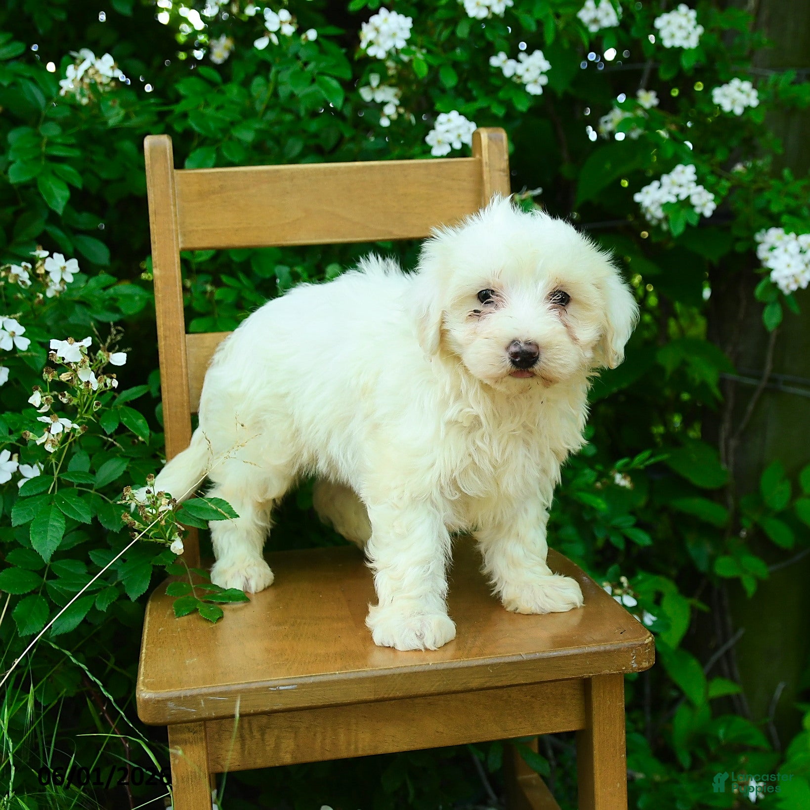 Maltipoo dogs Kaleb - Ad 2