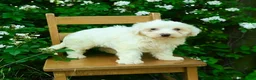 Maltipoo dogs for sale: Kaleb - Ad 2