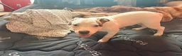 Mixed Breed dogs for sale: Mixed Breed 2 - Ad 3