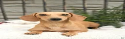 Miniature Dachshund dogs for sale: Jackson - Ad 6