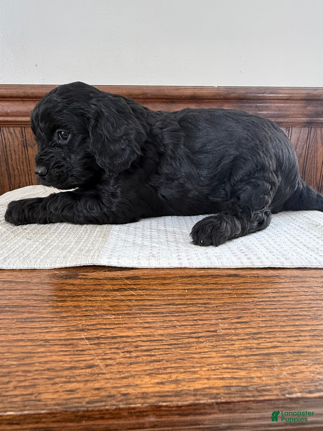Cavapoo dogs for sale: Cavapoo Puppy 2 - Ad 4
