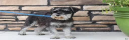 Miniature Schnauzer dogs for sale: Charlie - Ad 10