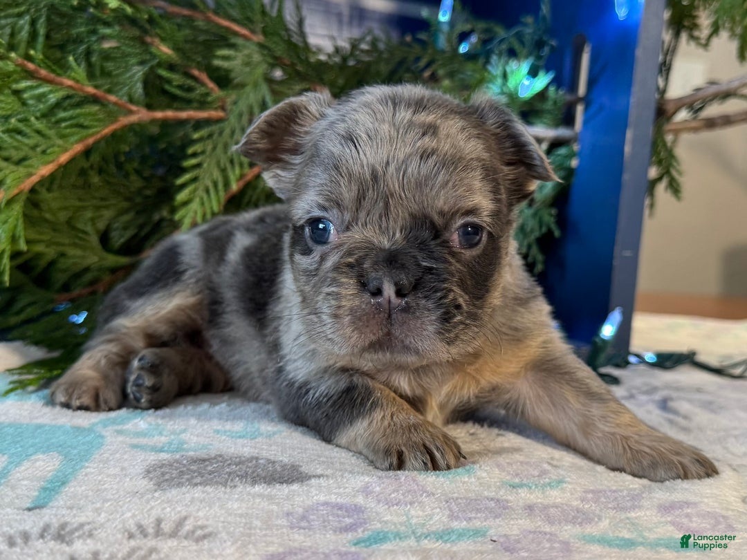 French Bulldog dogs for sale: Darla - Ad 3