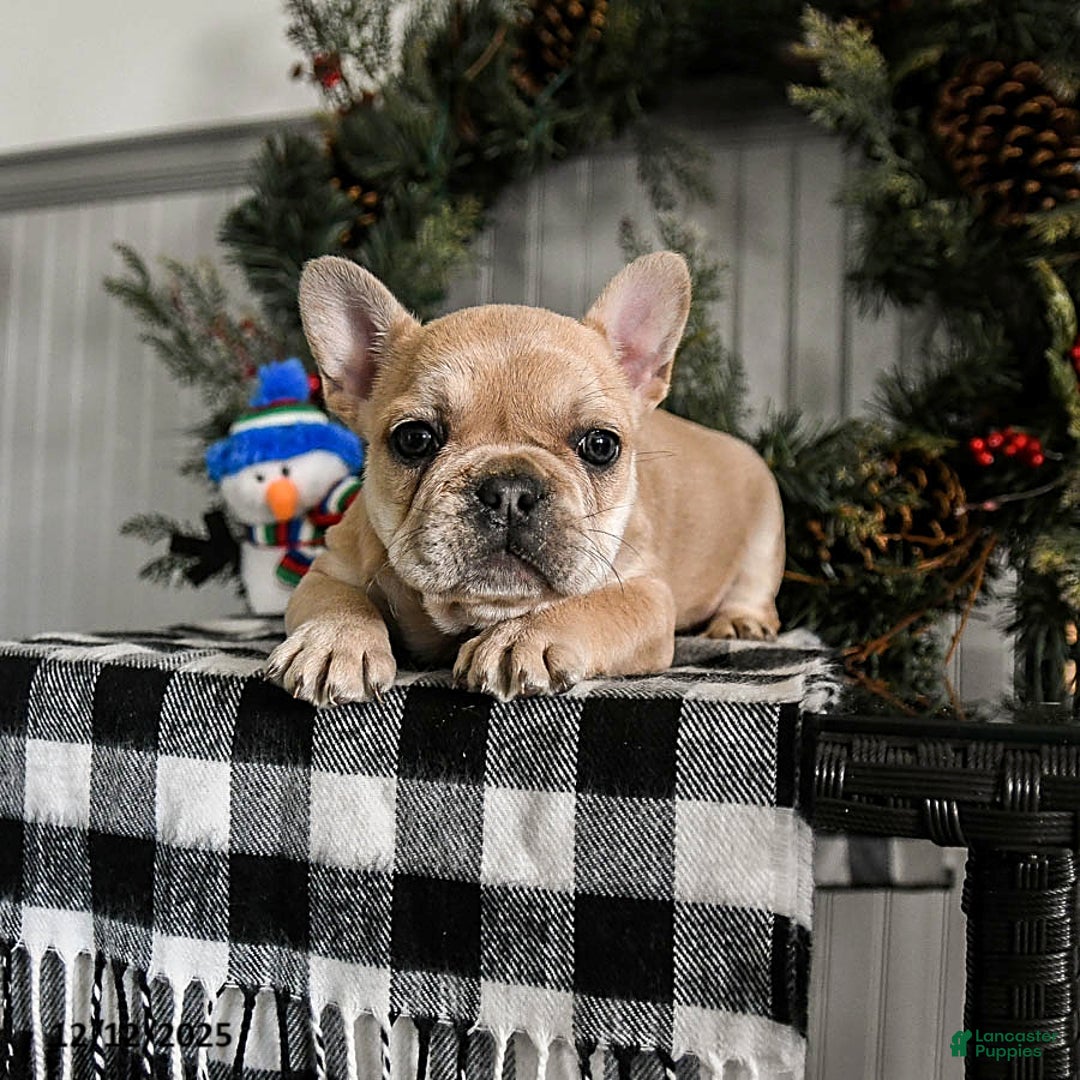 French Bulldog dogs for sale: Diamond - Ad 3