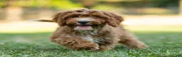 Cavapoo dogs for sale: Happy Cavapoo  - Ad 3