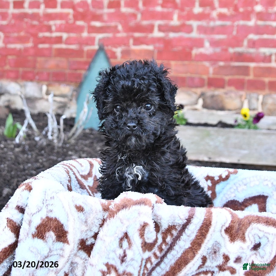Miniature Poodle dogs Carrie - Ad 1
