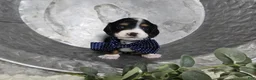 Miniature Dachshund dogs for sale: Bingo - Ad 2