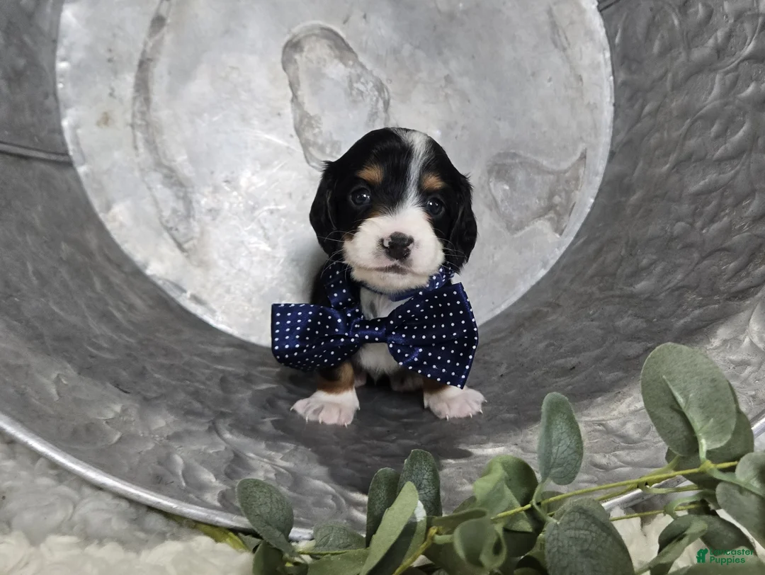 Miniature Dachshund dogs for sale: Bingo - Ad 2