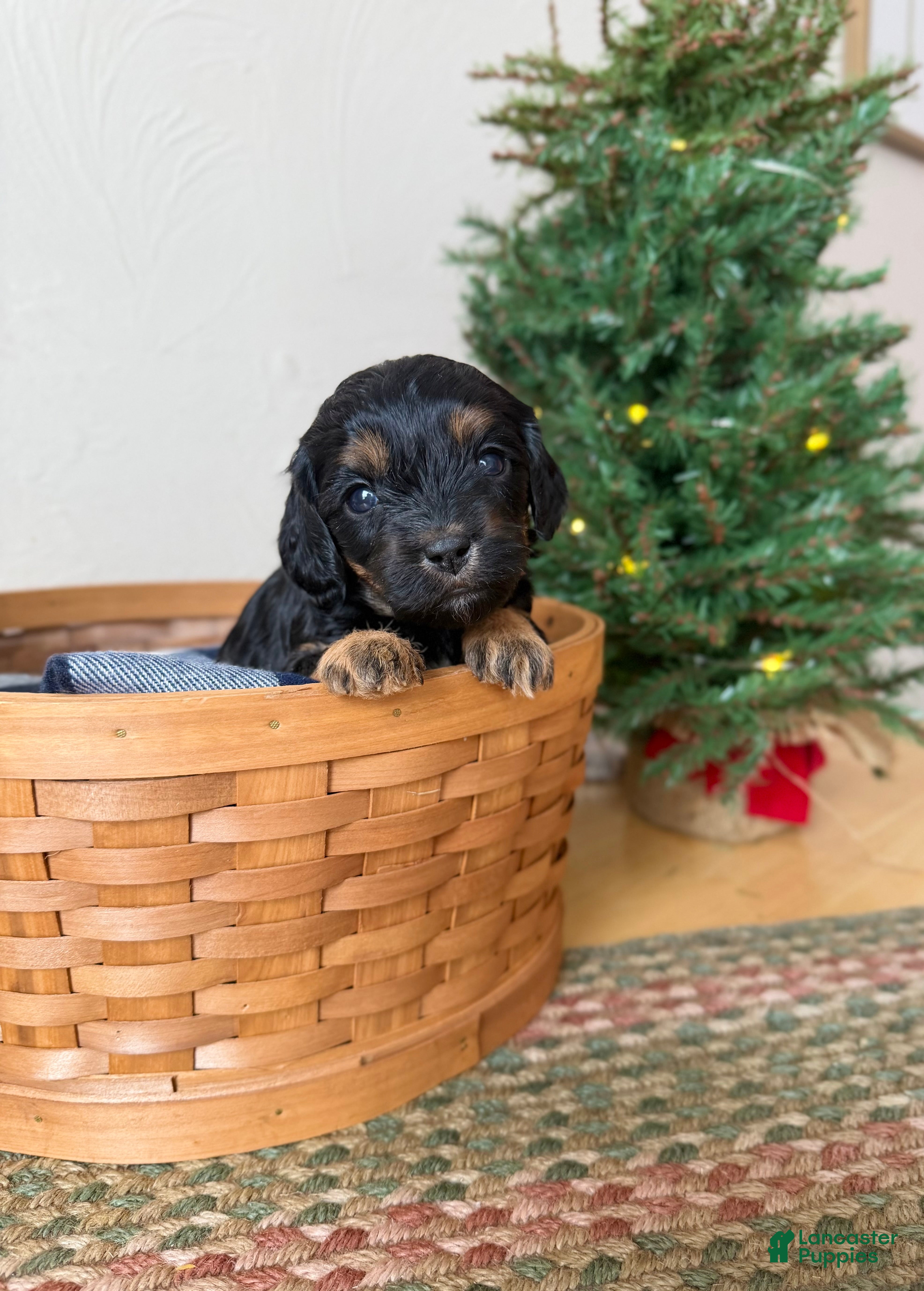 Cavapoo dogs Joy - Ad 7